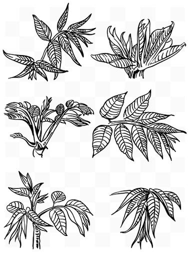 手绘 写实 植物设计素材免费下载_手绘 写实 植物设计图片-千图网平面