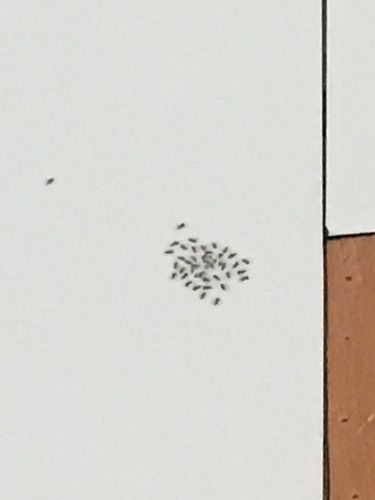 想问一下墙壁上发现这种排列很整齐的虫卵是什么虫?