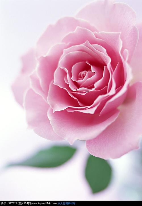 单只粉色玫瑰花图片