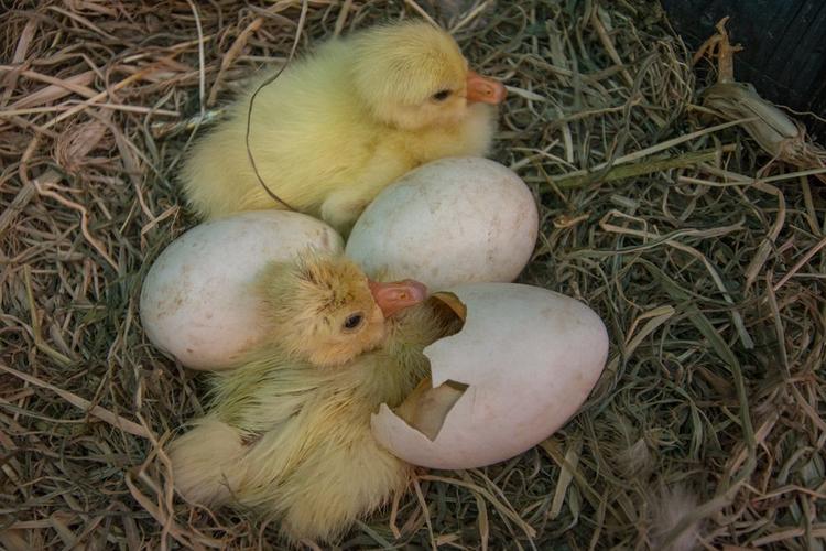 鸡妈妈 与鹅宝宝