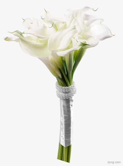 白色马蹄莲花束png素材透明免抠图片-动植人物