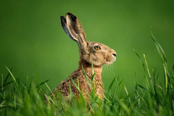 野兔是我们常见的野生动物之一,它们的数量较为庞大,生存范围也广泛.