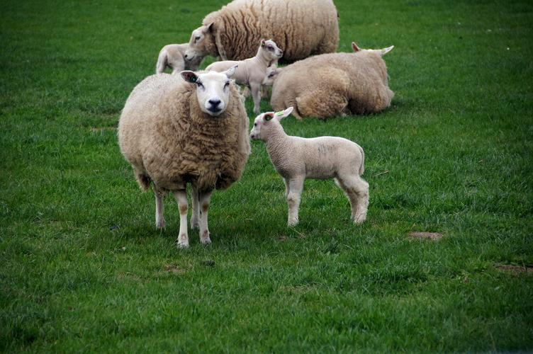 家畜,羊,动物温顺的小羊图片 家畜,羊