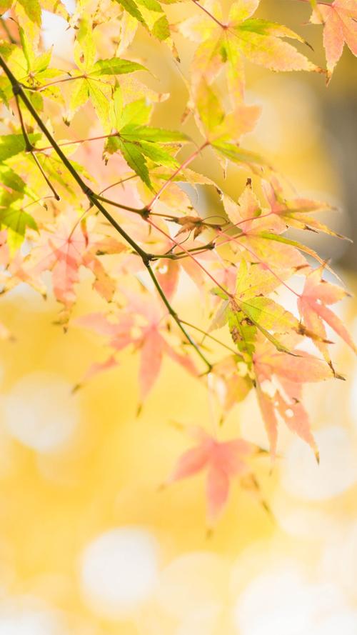 秋季,清新,创意,景色,风景,手机壁纸,锁屏壁纸唯美意境的秋天黄色树叶