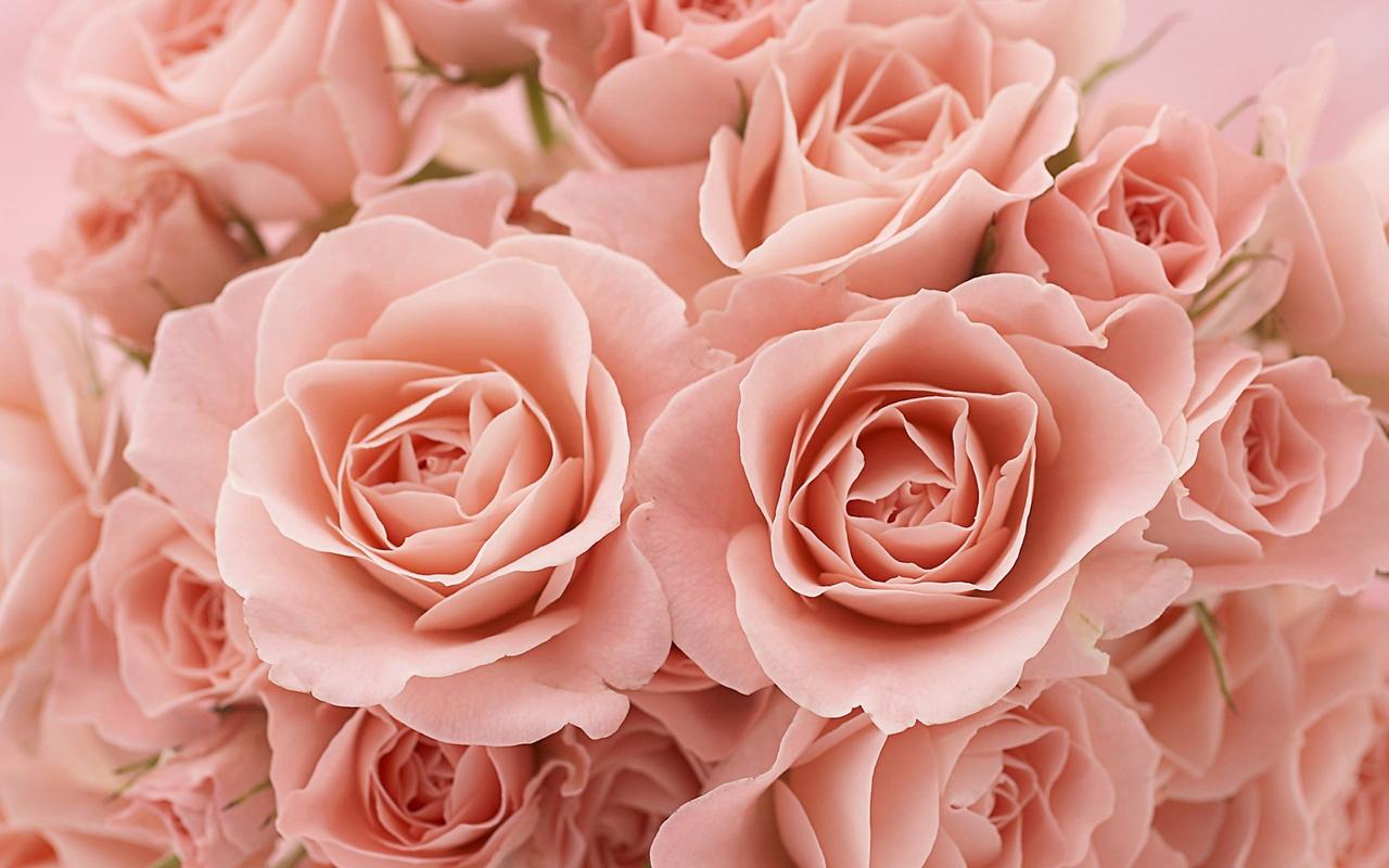 七夕情人节表达爱意的浪漫粉红玫瑰桌面壁纸高清 第一辑
