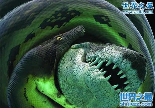 cctv科教频道:泰坦巨蟒的发现过程与其他蛇类一样,泰坦蟒喜欢在水边