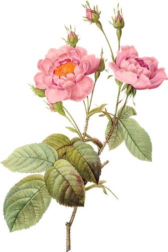 10张复古系粉红玫瑰花图片打包下载-精美小图-百图汇设计素材