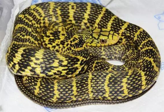 王锦蛇,也叫黄蟒蛇菜花蛇等,是一种体型比较大的无毒蛇!