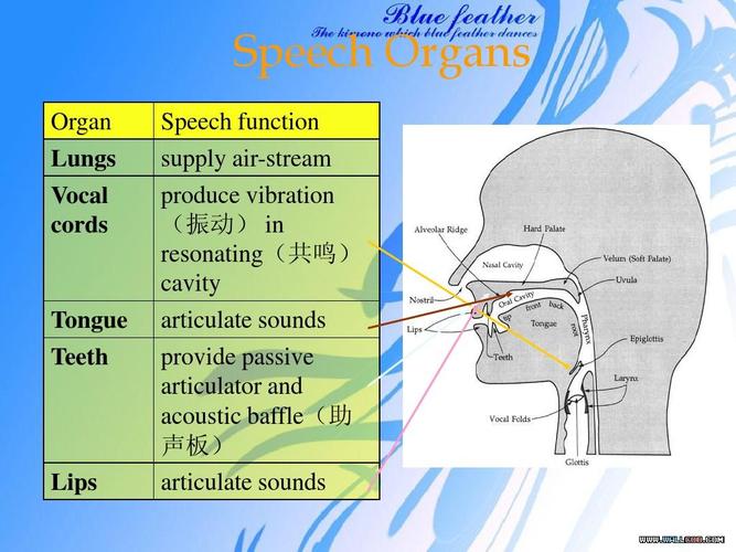 chapter 2 speech soundspeech organs organ lungs vocal cords
