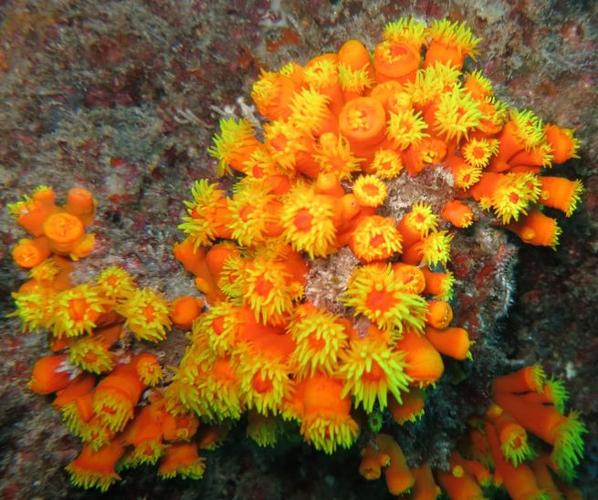 珊瑚的分类软珊瑚lpsspsnps