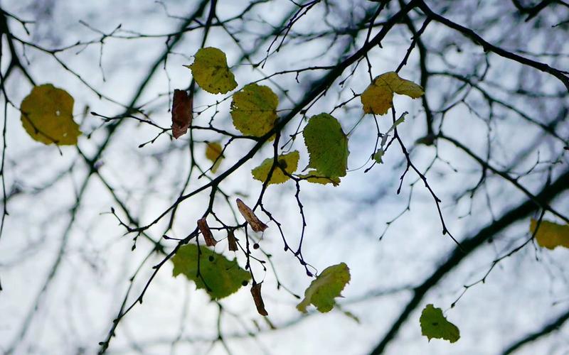 空镜头秋天树叶黄叶树木凋零素材分享