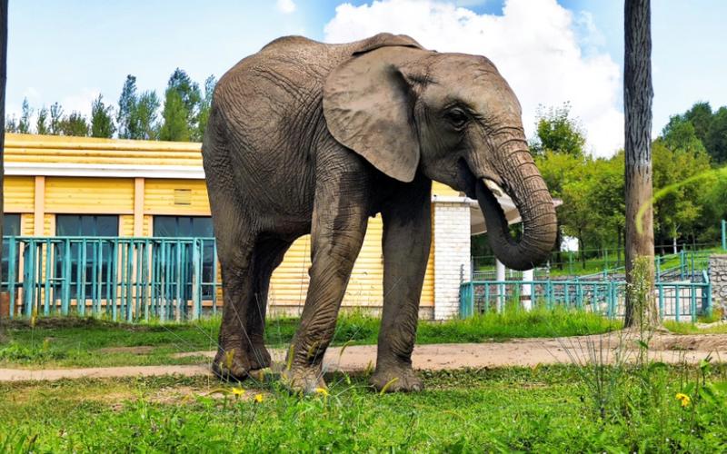 【原视频】哈尔滨北方森林动物园非洲象非非(贝拉)