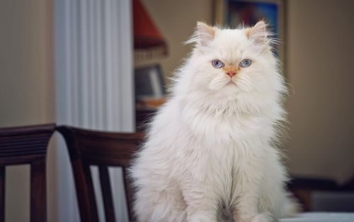 蓬松的白色猫正面图