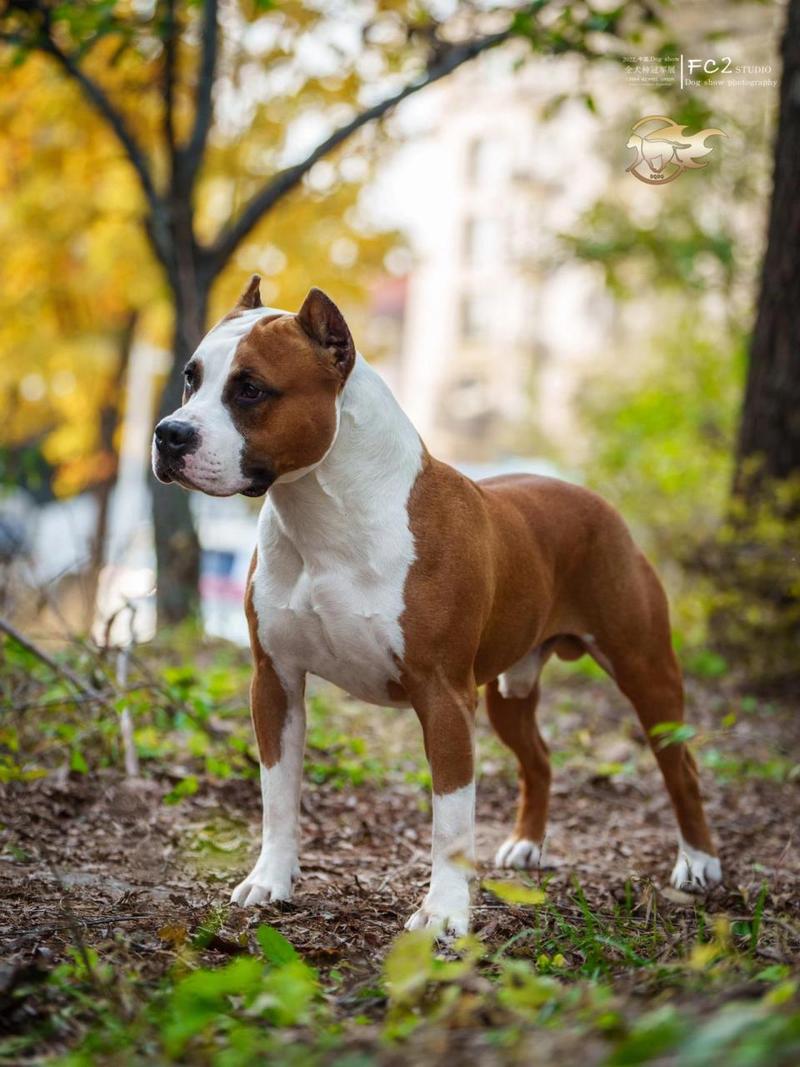 美国斯塔福犬…优雅的绅士 集力量与优雅于一身的阳光大男孩"洛奇"