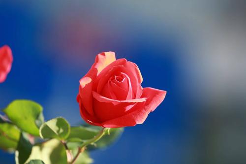 可爱的玫瑰花 - 美篇