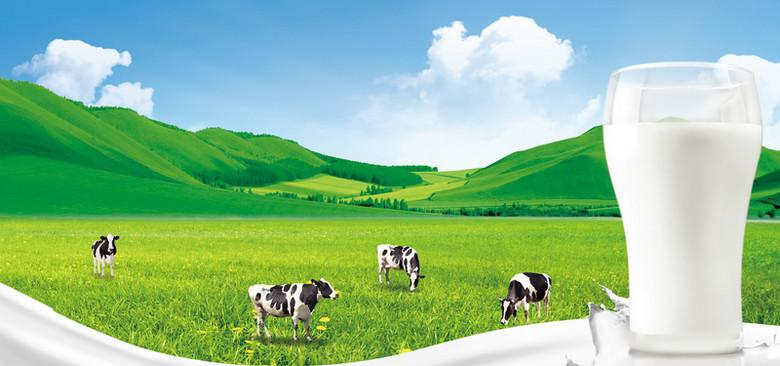 关键词 : 草地,奶牛,牛奶,绿色,自然,植物,海报banner