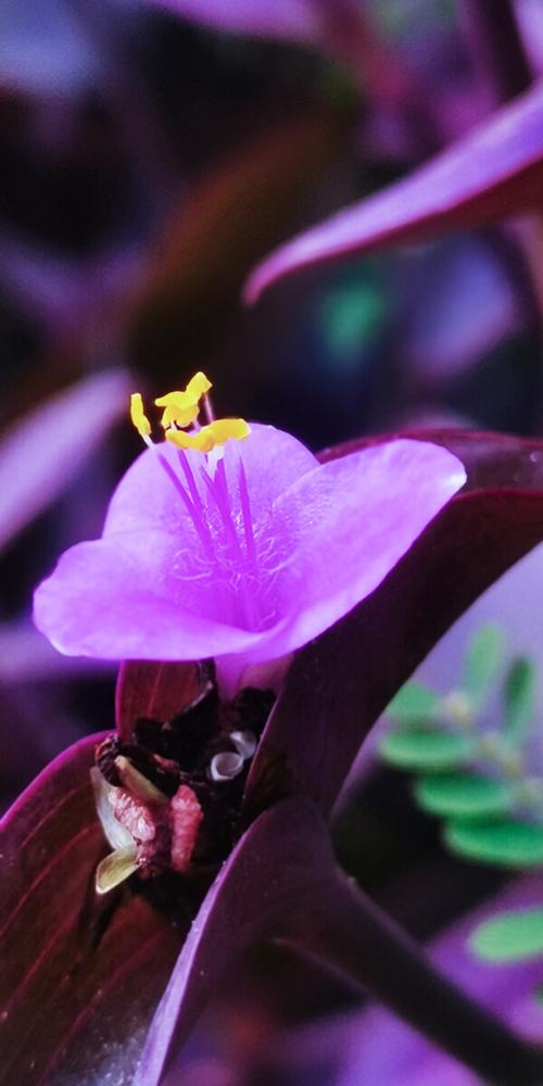 紫鸭跖草 - 东风雨999 - 图虫