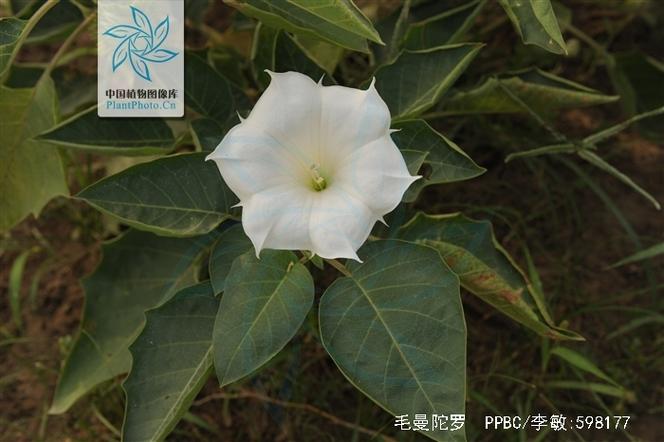  p>毛曼陀罗(学名: i>datura innoxia /i> mill.)是茄科曼陀罗属植物.