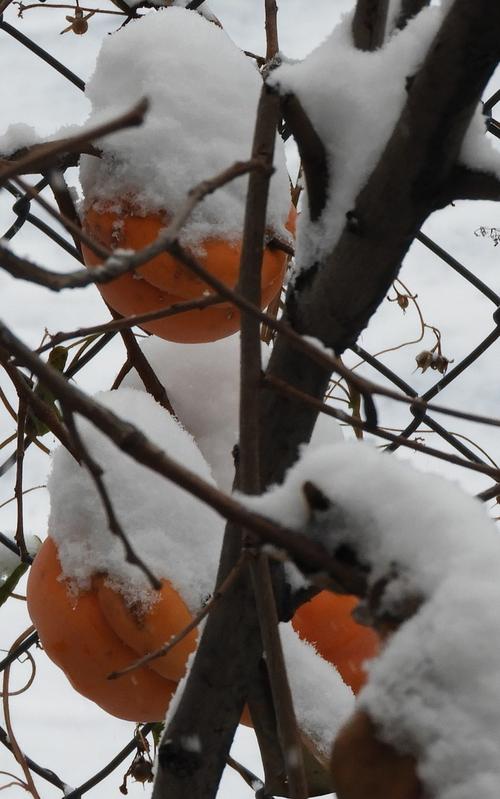 楼前雪冻柿子孤零零挂树上