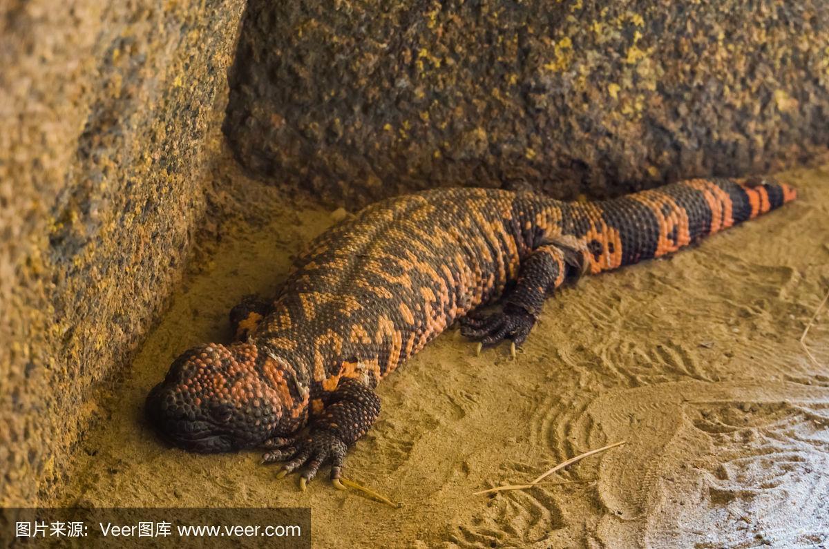 这是来自美洲沙漠的毒蜥蜴,一种热带爬行动物