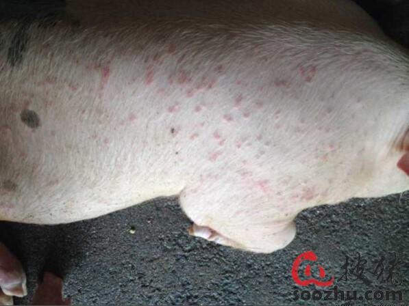 育肥猪身上起红点 皮肤病猪场常见