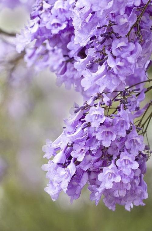 这是一种原产在巴西的植物.淡紫色的花,是最美的.