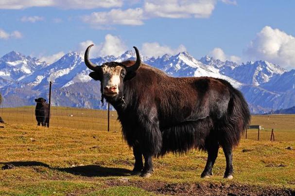 高原精灵牦牛的秘密,牦牛究竟是家养的还是野生的?有何区别?