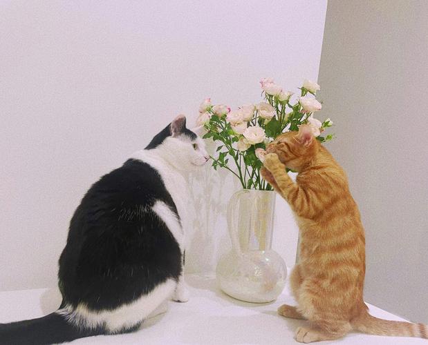 猫咪与玫瑰