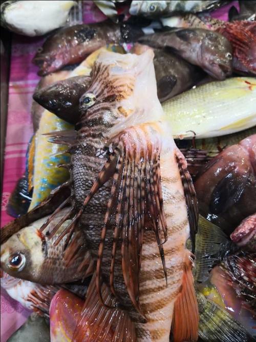 海南菜市场常见的海鱼