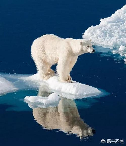 按照进化论观点,全球变暖会让北极熊重新进化为灰熊吗?