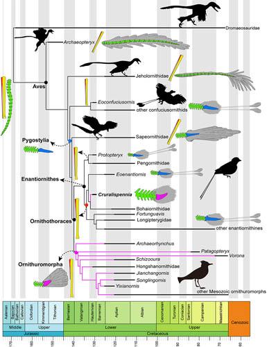 中生代鸟类系统树,示意主要支系分异时间,尾综骨和胫腓骨的主要演化