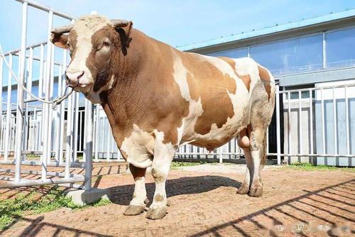 好奶产自好牛快来看看内蒙古呼伦贝尔的三河牛