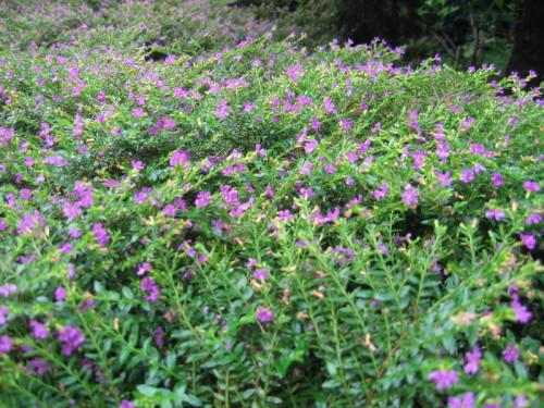 曲阜商贸城的附近的 绿化带上有一种开 小紫花的,好像是一种灌木的是