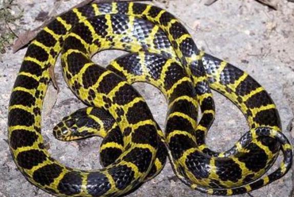 黄链蛇有毒非常神经质某些个体性情凶猛