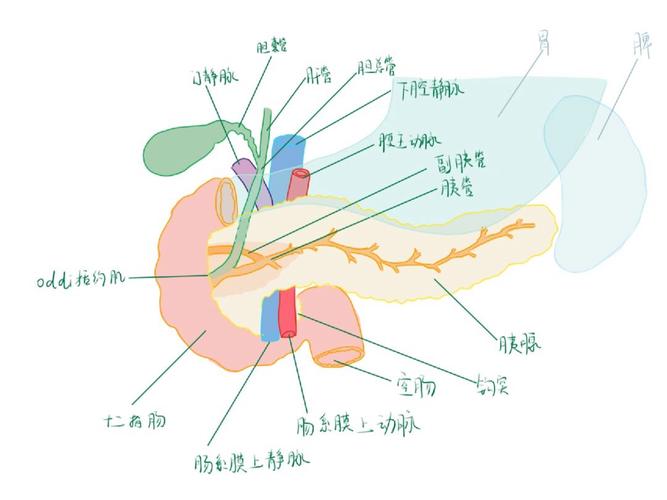胰腺手绘解剖结构图