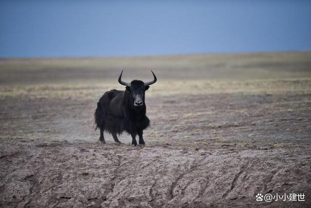 西藏野牦牛"下山抢亲",藏民却根本不生气,反而欢迎它到来?