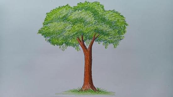 如何一步一步画芒果树彩铅绘画作品