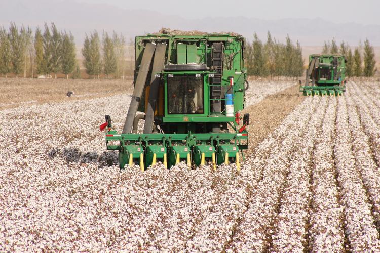 一八四团实现十万亩棉花全部机采