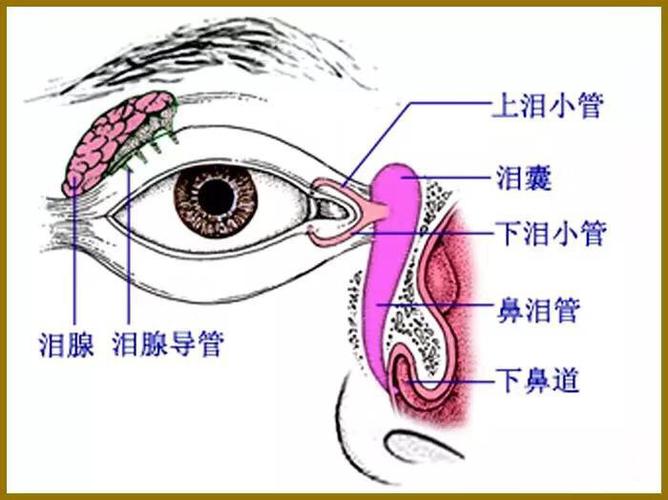 睫毛的根部有毛囊,其周围有皮脂腺称为zeis 腺及变态汗腺称moll 腺.