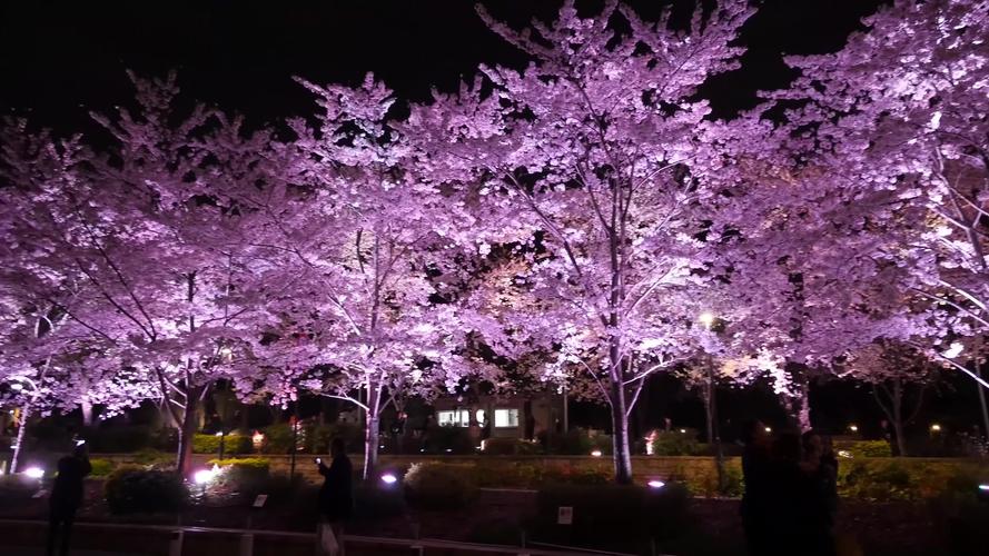 夜晚的樱花树4k
