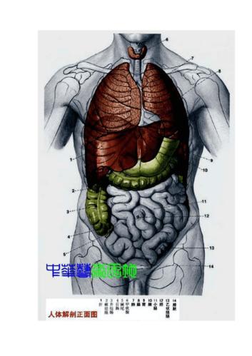 最全人体内脏结构图