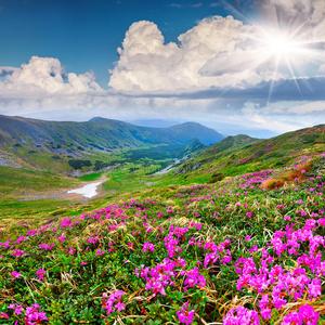 夏日山上神奇的粉红杜鹃花照片
