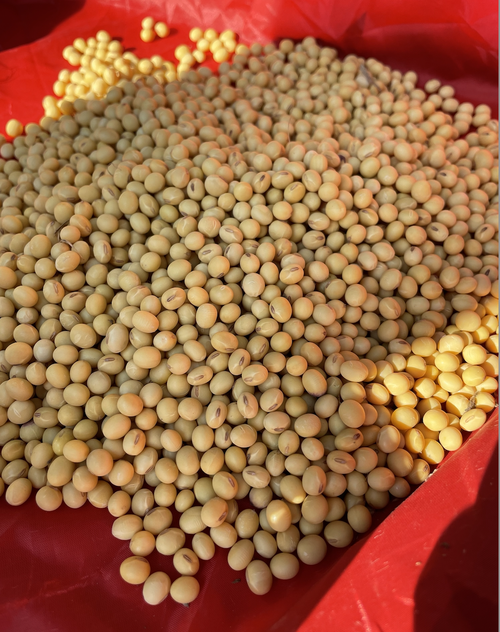 2021年当季大豆种子郑1307品种采用双层包衣覆膜技术厂家批发欢迎选购