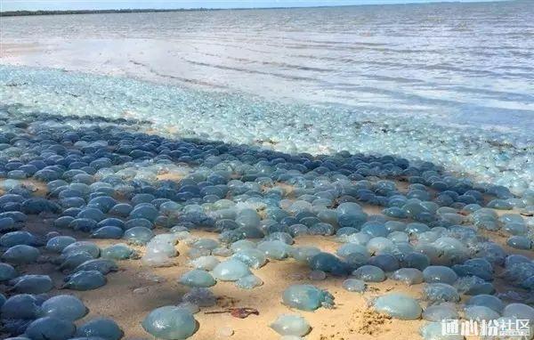 沙滩上出现上万蓝色"果冻",海洋生物专家都被吓到了!