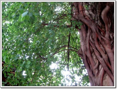佛门圣树——世人少见的菩提树和菩提花!【组图】