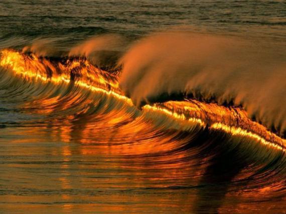 金色海浪不是每年都能看到的