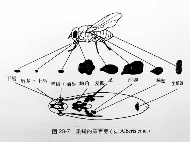 问题很有趣~ 我的课题是关于bsmv与麦长管蚜互作的,所以一直在养蚜虫