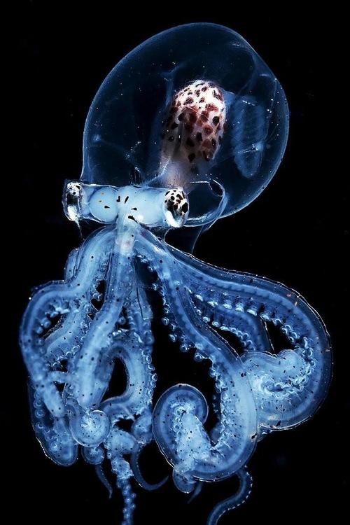 回顾章鱼是外星生物长着9个大脑智商惊人为何它们发展不出文明