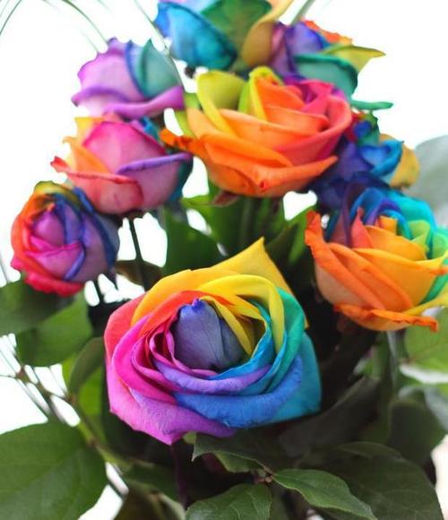 还有一个名称是僵尸玫瑰,这种花卉的颜色也很好看,带有着略微偏蓝色的