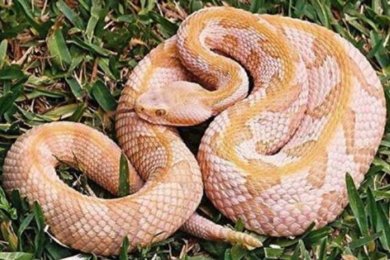 响尾蛇是什么蛇 中国响尾蛇分布在哪里